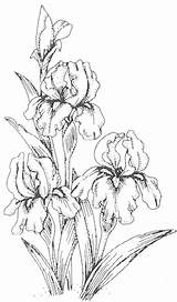 Iris Flower Coloring Pages Printable Sketch Page sketch template