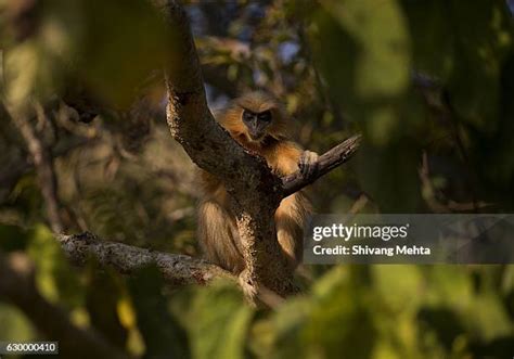 50 Golden Langur Stock Photos, High-Res Pictures, and Images - Getty Images