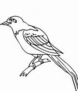 Crow Coloring Pages To Download And Print For Free sketch template