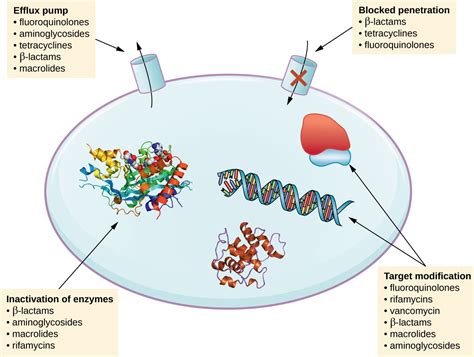 Drug Resistance | Microbiology