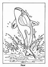 Killer Whale Orca Coloring Page  Animals Town Animal Color sketch template