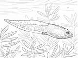 Green Frog Tadpole coloring page  Free Printable Coloring Pages sketch template