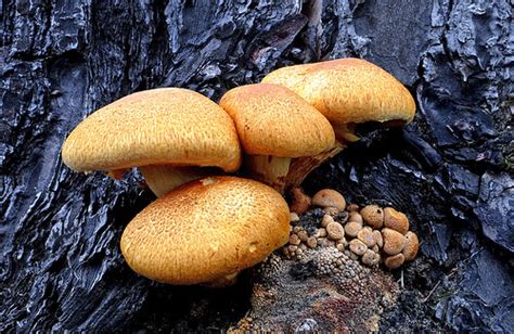 Gymnopilus junonius | Gymnopilus junonius is a species of mu… | Flickr