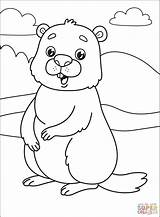 Disegno Marmotta Da Colorare Immagini  Vrogueco sketch template
