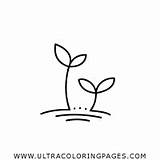Sprout Coloring Pages  Ultra sketch template