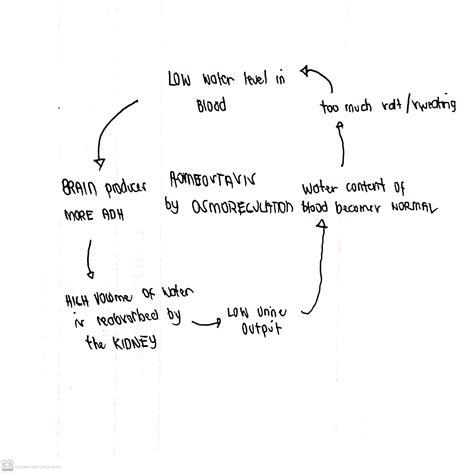 [Solved] What is osmoregulation and how does this mechanism helps to ...