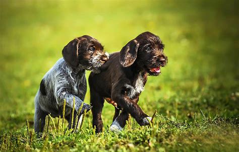 Cesky Fousek - Temperament, Lifespan, Shedding, Puppy