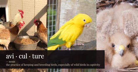 Amazing Aspects of Aviculture - Association of Avian Veterinarians