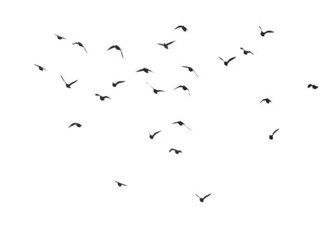 Flock Of Birds PNG Transparent Images