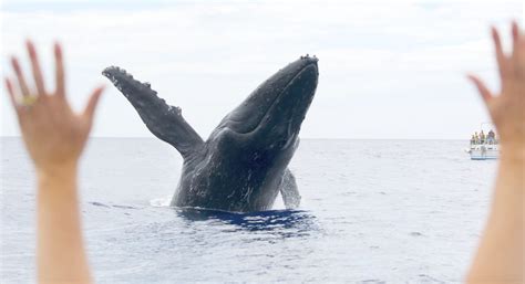 Up-Close Whale Watching Experience in Maui, Hawaii is a Must! - Hawaii ...