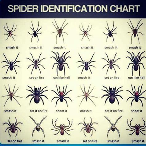 Ohio Spider Identification Chart