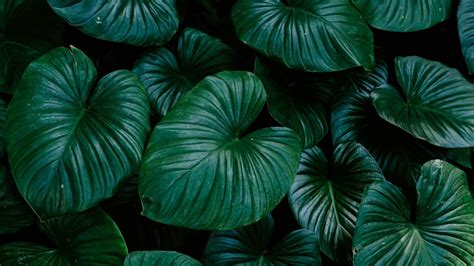 Greeny Wallpapers - Top Free Greeny Backgrounds - WallpaperAccess