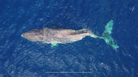 Injured humpback whale Moon made has not been seen in weeks in Hawaiian waters : Kauai Now