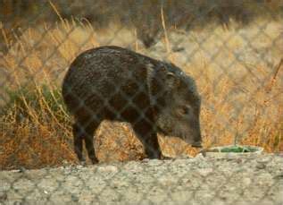 Sonoran Desert mammals - Collared peccary or javelina - Tayassu tajacu