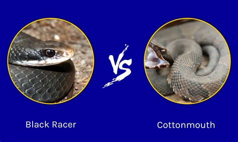 Black Racer Snake vs Cottonmouth - AZ Animals