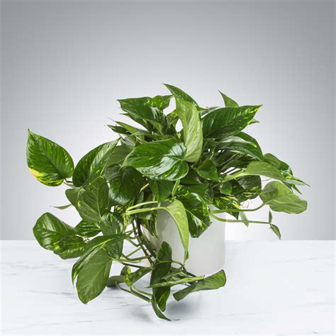 Pothos Plant by BloomNation™ in SEVERN, MD | Willow Oak Flower & Herb Farm