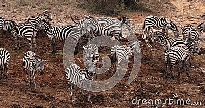 Grant`s Zebra, Equus Burchelli Boehmi, Herd at Nairobi Park in Kenya ...