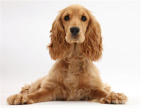 Golden Cocker Spaniel Photograph by Mark Taylor - Fine Art America