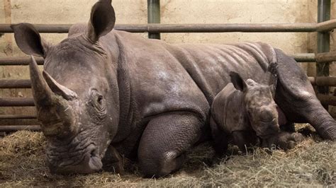 Rhino gestation period - kartname