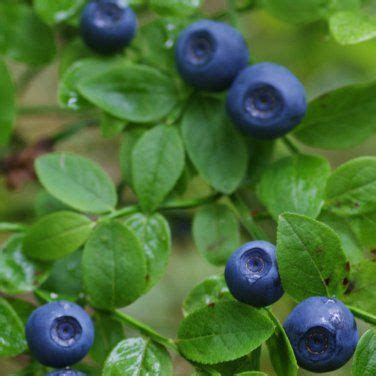 True Wild European Bilberry Vaccinium myrtillus - 40 Seeds | Regrow vegetables, Different plants ...