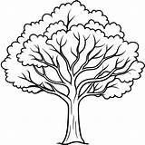 Elm tree Outline coloring book Page Line Art Drawing  Premium AI sketch template