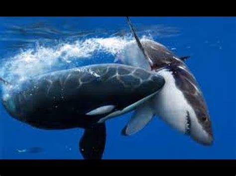 Are sharks scared of pictures of Orca whales? : r/sharks