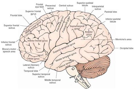 Brain diagram