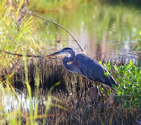 Blue Herons Symbolism: What Does it Mean to Dream About Blue Herons ...