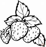Three Strawberries In One Branch coloring Page  Free Printable sketch template