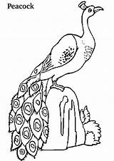 Free & Easy To Print Peacock Coloring Pages  Tulamama sketch template