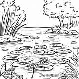 Pond Coloring Pages Printable Sketch Page sketch template