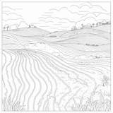 Rice Field Coloring Page PNG Transparent Images Free Download  Vector sketch template