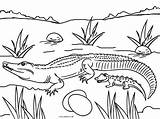 Free Printable Alligator Coloring Pages For Kids sketch template