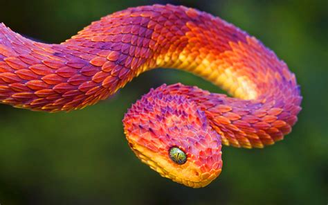 Colorful Snakes Wallpapers - Wallpaper Cave