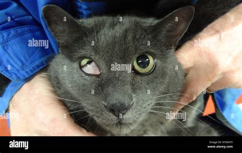 Horner's Syndrome In Cats After Anesthesia - Captions Profile