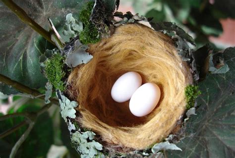 How to Remove a Bird’s Nest – Solution Pest Control