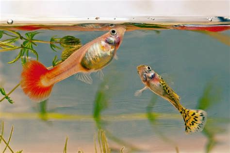 Guppy Fish Care Guide: Everything You Need To Know! | TFCG