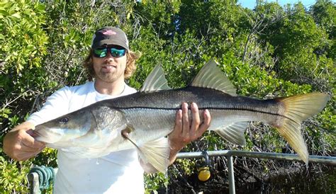 FishSens Magazine | Researchers developing snook production forecast to ...