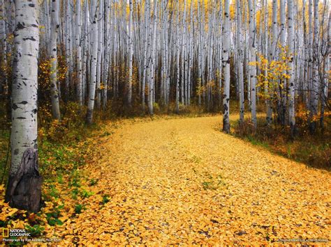 Aspen Forest Colorado-National Geographic Wallpaper-1920x1440 Download | 10wallpaper.com