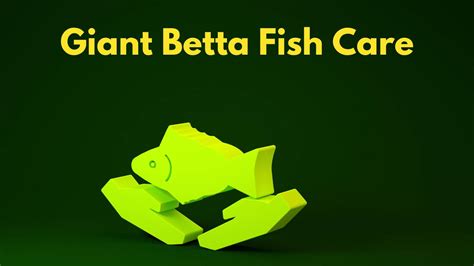 Giant Betta Fish - A Complete Guide You Should Know - 2024