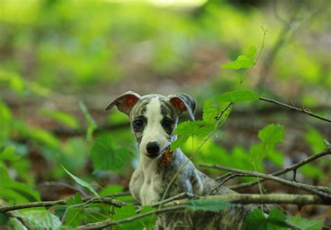 Whippet Puppies For Sale - AKC PuppyFinder