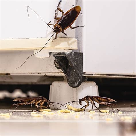 Will Pest Control Get Rid of Cockroaches? | Ecopest Pest Control