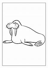 Printable Walrus Coloring Pages For Kids & Adults 30 Instant  sketch template