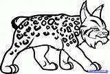 Dragoart Animal Coloring Pages sketch template