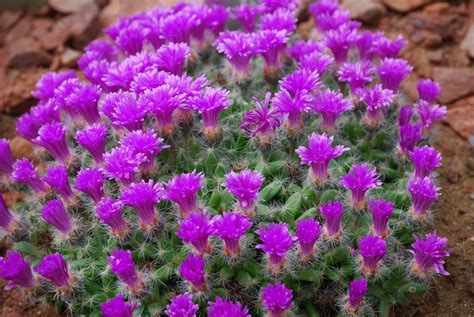 Free Images : spiky, cactus, herb, flora, wildflower, cactaceae, shrub, aster, thorns, dianthus ...