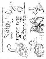 Life Cycle Of A Flower Coloring Page sketch template