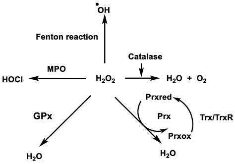 Catalase Reaction With Hydrogen Peroxide