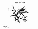 Firefly – Coloring Nature sketch template