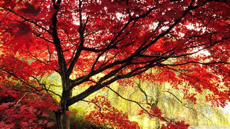 🔥 [50+] Japanese Maple Wallpapers | WallpaperSafari