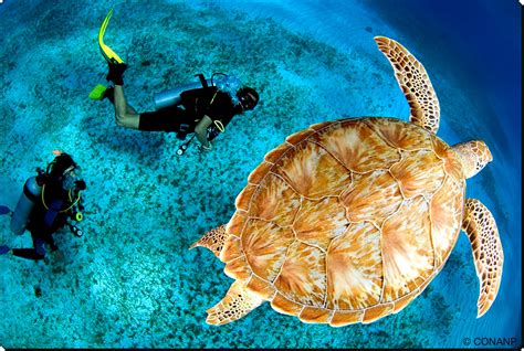 Riding The Wave For Marine Conservation At UN Biodiversity Summit ...